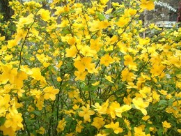 ヤマブキ 黄色い花が咲く ４ ５月 落葉低木 愛知の庭 外構デザイン ティーズガーデンスクエア