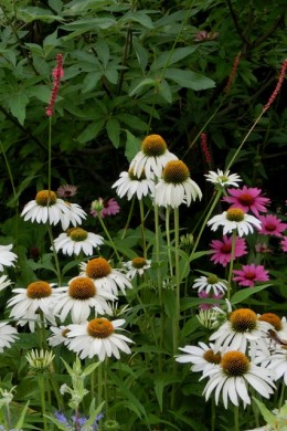 夏の花 エキナセア 14 6 27 愛知の庭 外構デザイン ティーズガーデンスクエア