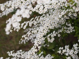 ユキヤナギ 枝いっぱいに白い花が咲く 愛知の庭 外構デザイン ティーズガーデンスクエア