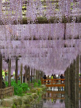 藤まつり 天王川公園 ５月６日 愛知の庭 外構デザイン ティーズガーデンスクエア