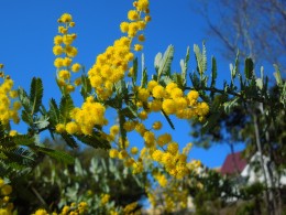春を告げる花「ミモザ」が鮮やか・・・|愛知の庭・外構デザイン 